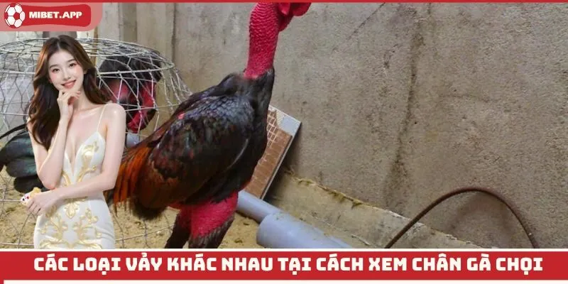 Các loại vảy khác nhau tại cách xem chân gà chọi