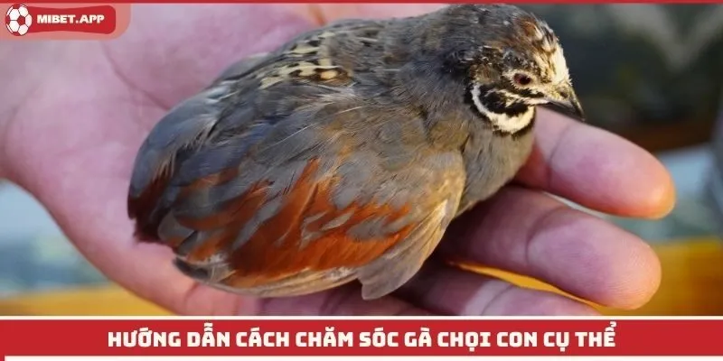 Hướng dẫn cách chăm sóc gà chọi con cụ thể