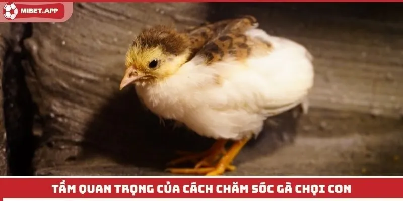Tầm quan trọng của cách chăm sóc gà chọi con