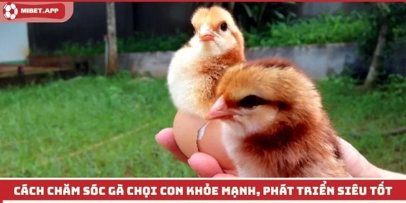 Cách Chăm Sóc Gà Chọi Con