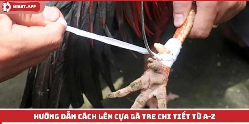 Hướng dẫn cách lên cựa gà tre chi tiết từ A-Z