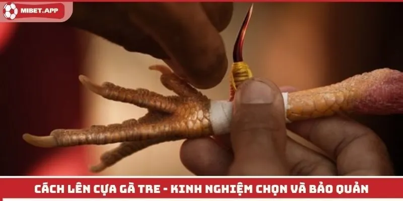 Cách lên cựa gà tre - Kinh nghiệm chọn và bảo quản