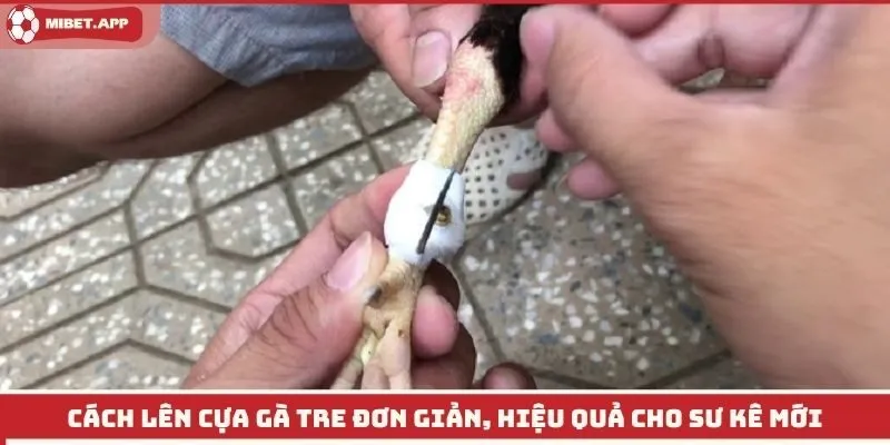 Cách Lên Cựa Gà Tre