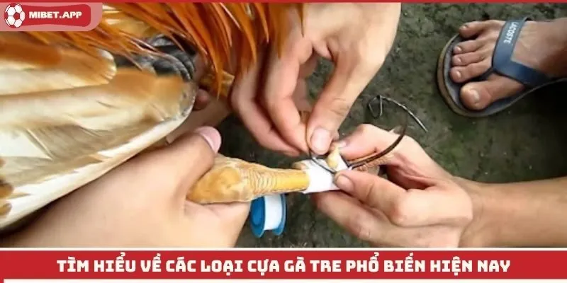 Tìm hiểu về các loại cựa gà tre phổ biến hiện nay