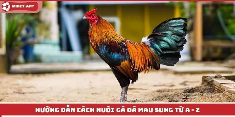 Hướng dẫn cách nuôi gà đá mau sung từ A - Z