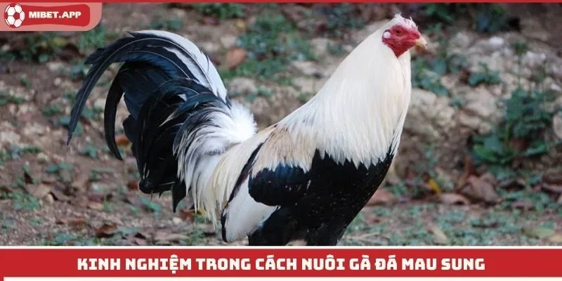 Kinh nghiệm trong cách nuôi gà đá mau sung