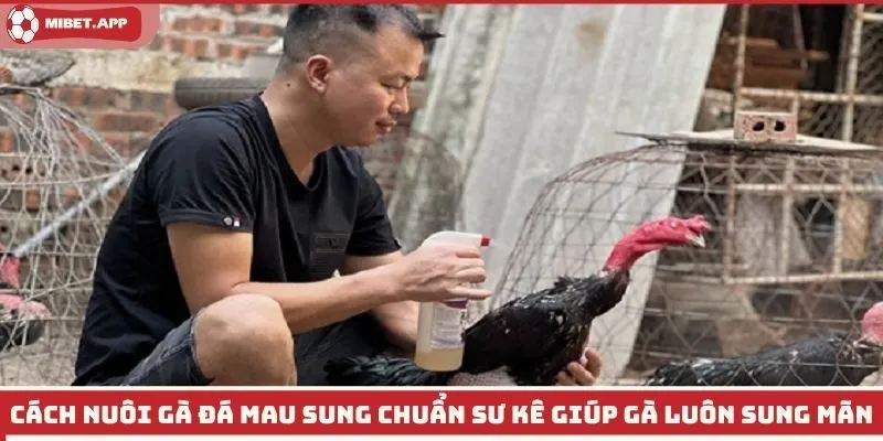 Cách Nuôi Gà Đá Mau Sung
