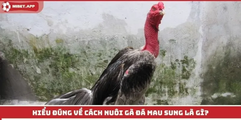 Hiểu đúng về cách nuôi gà đá mau sung là gì?