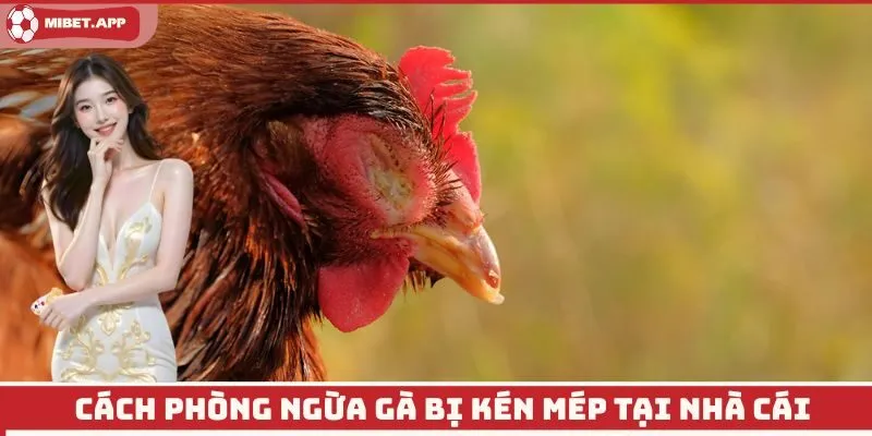 Cách phòng ngừa gà bị kén mép tại nhà cái