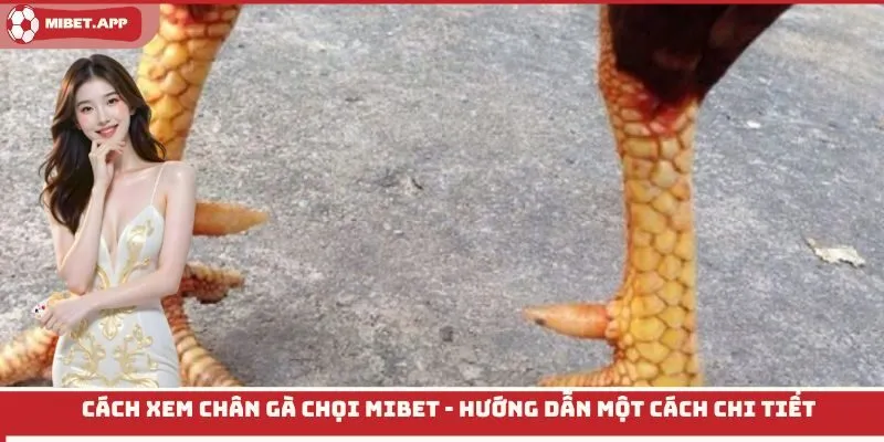 cách xem chân gà chọi