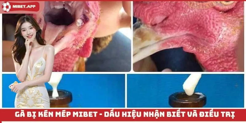 gà bị kén mép