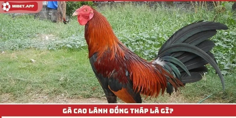 Gà cao lãnh đồng tháp là gì?