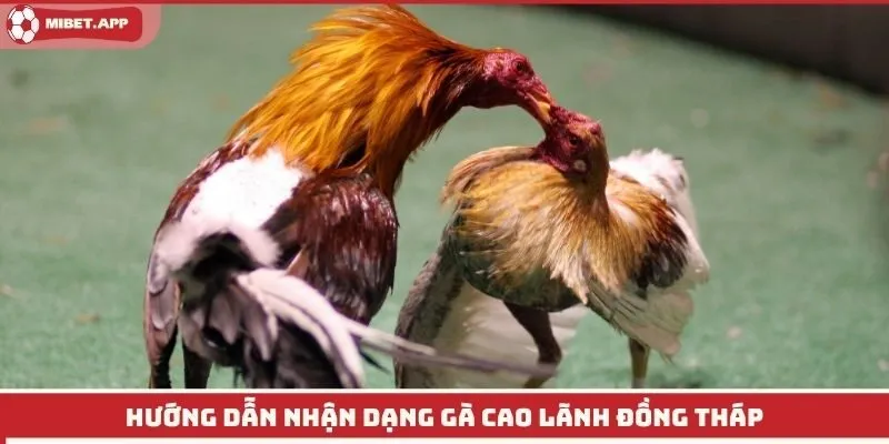 Hướng dẫn nhận dạng gà cao lãnh đồng tháp