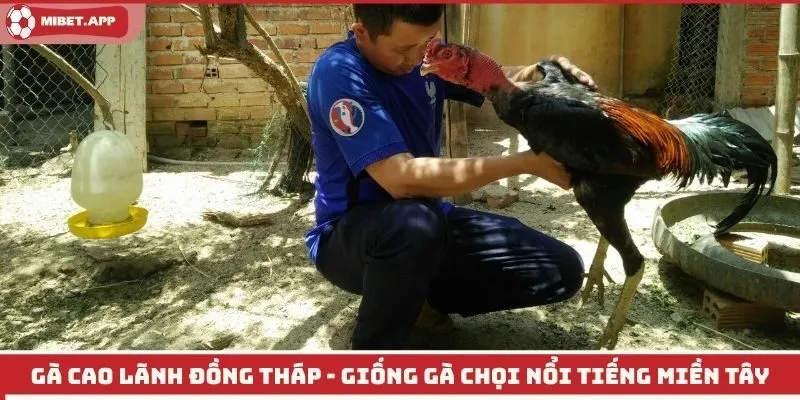 Gà Cao Lãnh Đồng Tháp
