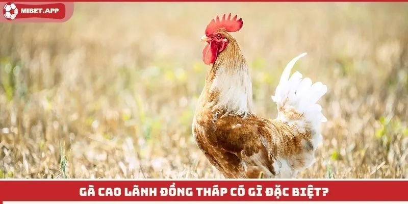 Gà cao lãnh đồng tháp có gì đặc biệt?