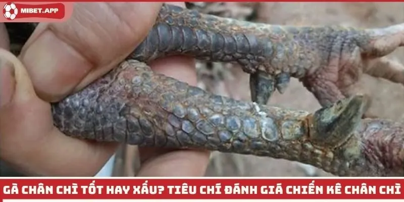 Gà chân chì tốt hay xấu? Tiêu chí đánh giá chiến kê chân chì