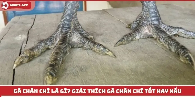 Gà chân chì là gì? Giải thích gà chân chì tốt hay xấu