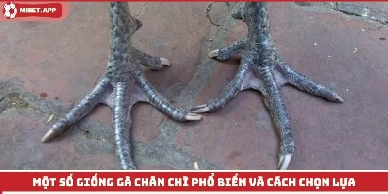 Một số giống gà chân chì phổ biến và cách chọn lựa