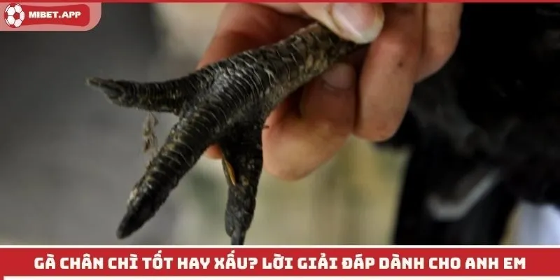 Gà Chân Chì Tốt Hay Xấu