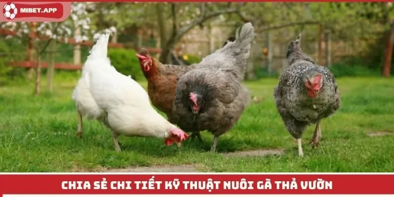 Chia sẻ chi tiết kỹ thuật nuôi gà thả vườn