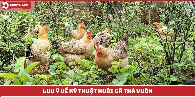 Lưu ý về kỹ thuật nuôi gà thả vườn