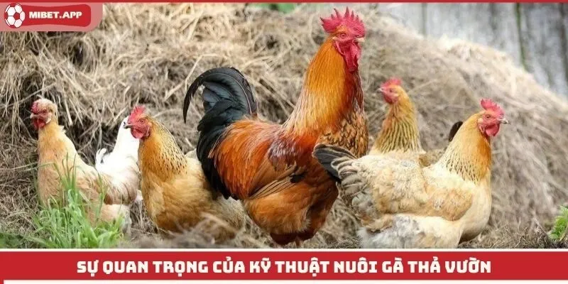 Sự quan trọng của kỹ thuật nuôi gà thả vườn