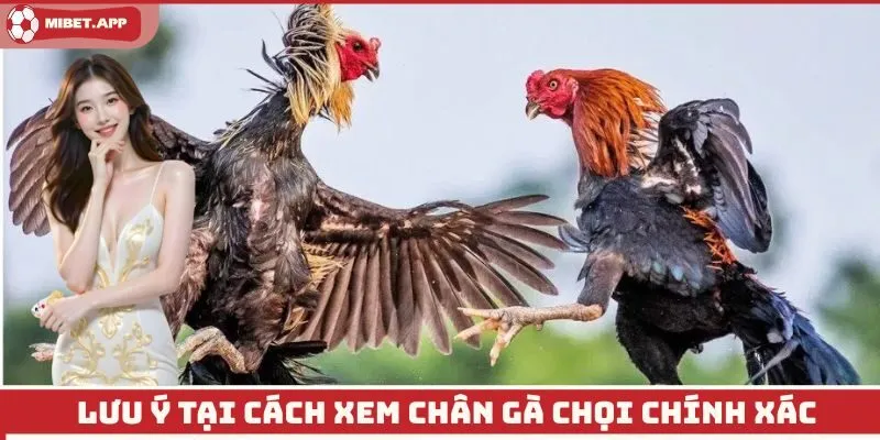 Lưu ý tại cách xem chân gà chọi chính xác
