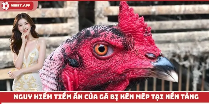 Nguy hiểm tiềm ẩn của gà bị kén mép tại nền tảng