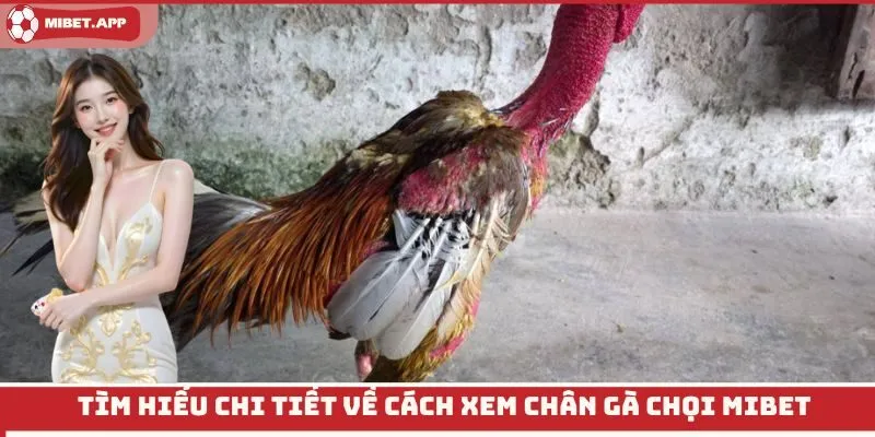 Tìm hiểu chi tiết về cách xem chân gà chọi Mibet