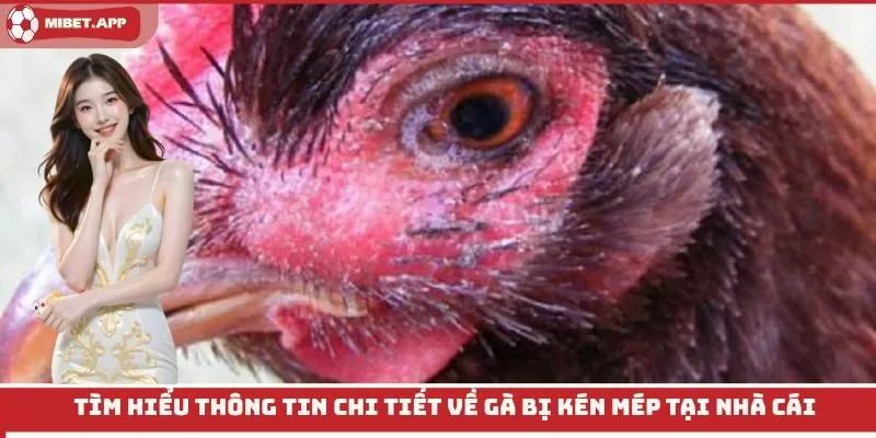 Tìm hiểu thông tin chi tiết về gà bị kén mép tại nhà cái